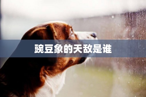 豌豆象的天敵是誰