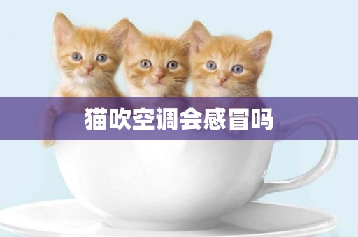 貓吹空調會感冒嗎