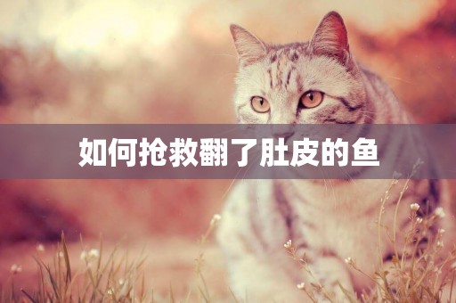 如何搶救翻了肚皮的魚