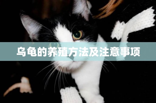 烏龜的養殖方法及注意事項