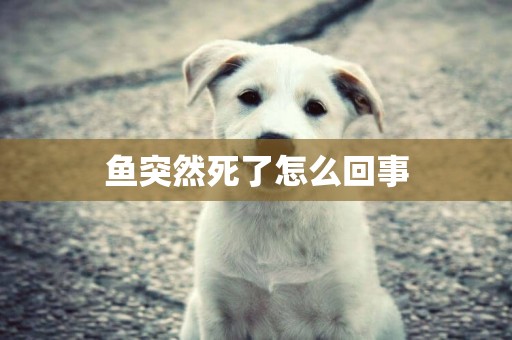 魚突然死了怎么回事