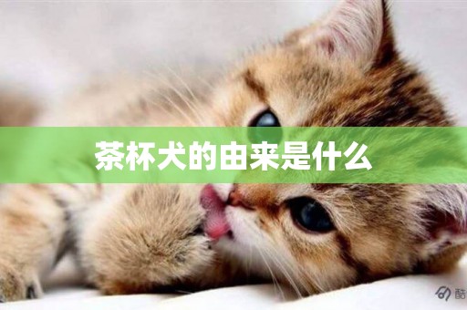 茶杯犬的由來是什么