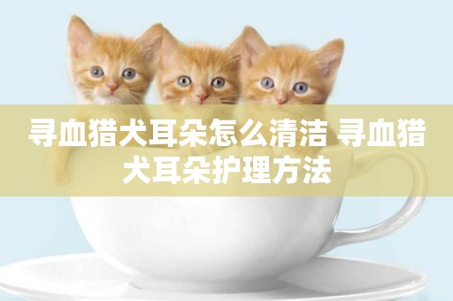 尋血獵犬耳朵怎么清潔 尋血獵犬耳朵護理方法