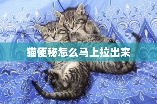 貓便秘怎么馬上拉出來