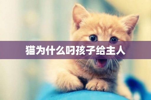 貓為什么叼孩子給主人