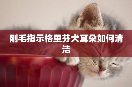 剛毛指示格里芬犬耳朵如何清潔