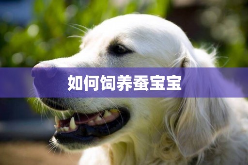 如何飼養蠶寶寶