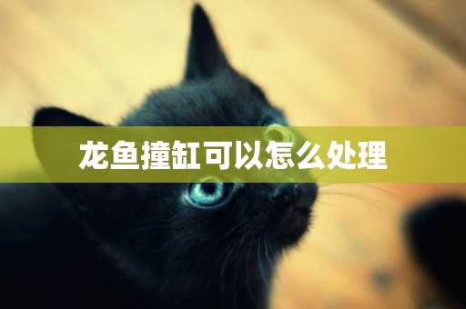 龍魚撞缸可以怎么處理