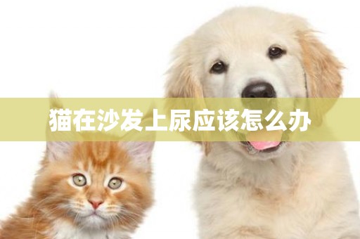 貓在沙發上尿應該怎么辦