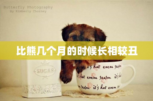 比熊幾個月的時候長相較丑