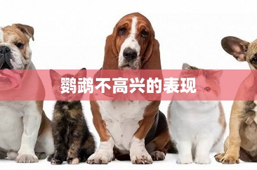 鸚鵡不高興的表現
