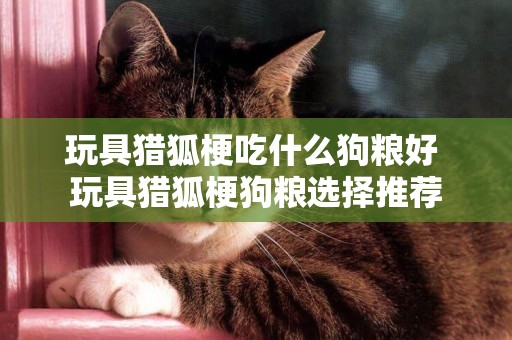 玩具獵狐梗吃什么狗糧好 玩具獵狐梗狗糧選擇推薦