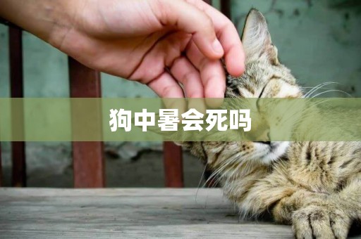狗中暑會死嗎