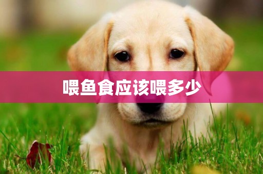喂魚食應該喂多少