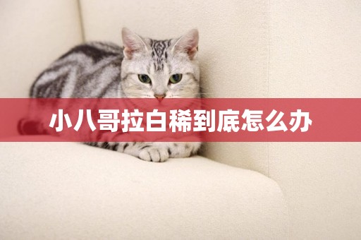 小八哥拉白稀到底怎么辦