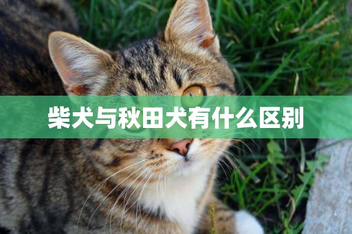 柴犬與秋田犬有什么區別