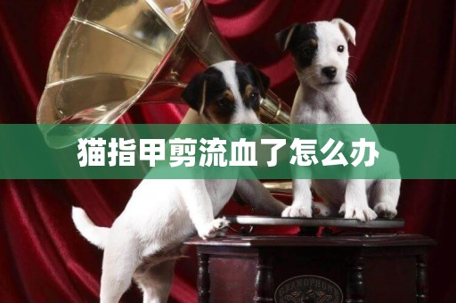 貓指甲剪流血了怎么辦