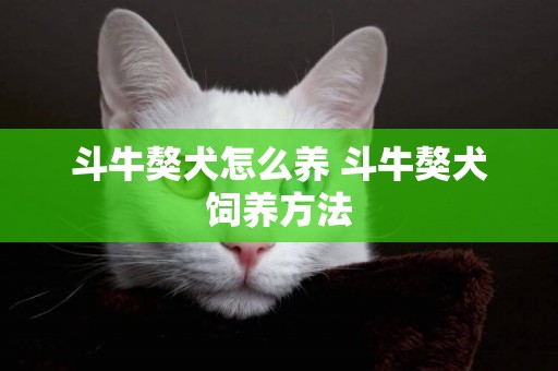斗牛獒犬怎么養 斗牛獒犬飼養方法