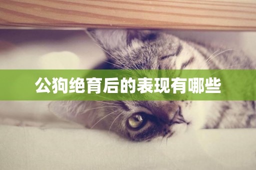公狗絕育后的表現有哪些