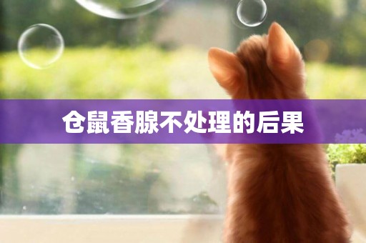 倉鼠香腺不處理的后果