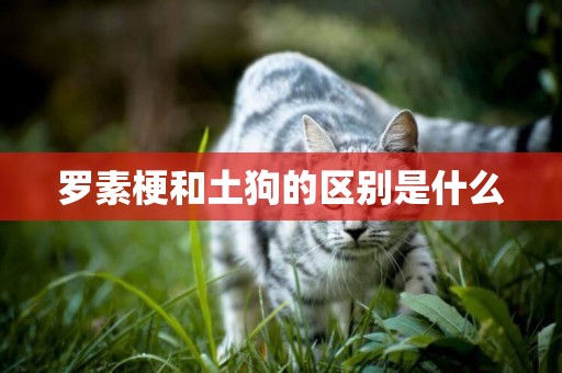 羅素梗和土狗的區別是什么