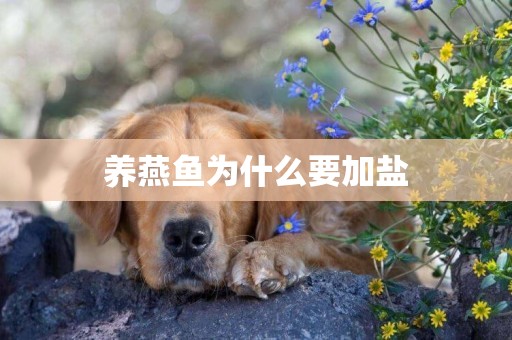 養燕魚為什么要加鹽