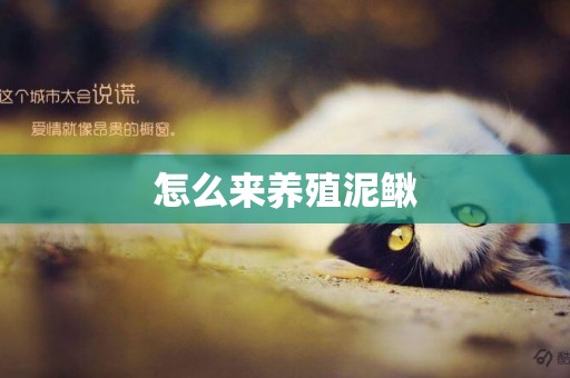 怎么來養殖泥鰍