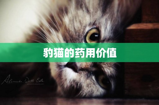 豹貓的藥用價值