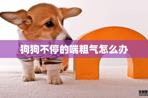 狗狗不停的喘粗氣怎么辦