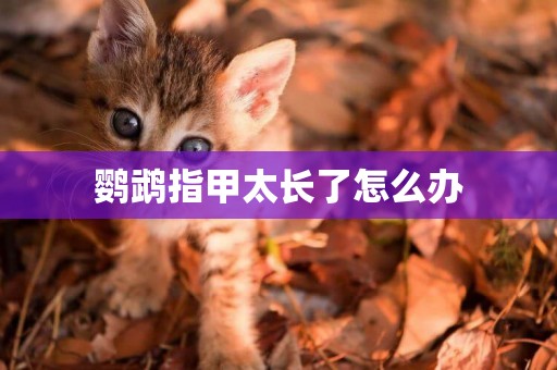鸚鵡指甲太長了怎么辦