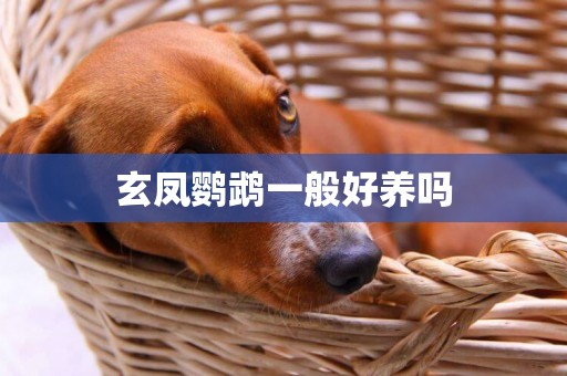 玄鳳鸚鵡一般好養嗎