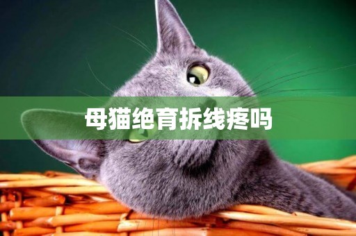 母貓絕育拆線疼嗎