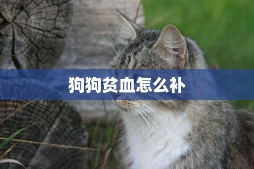 狗狗貧血怎么補