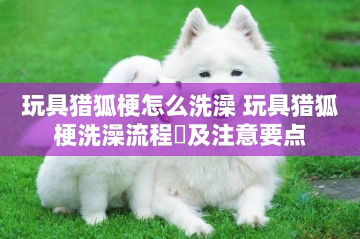 玩具獵狐梗怎么洗澡 玩具獵狐梗洗澡流程?及注意要點