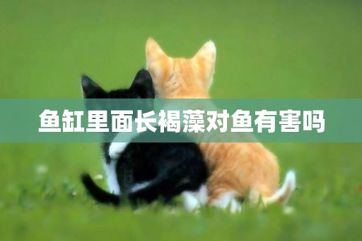 魚缸里面長褐藻對魚有害嗎