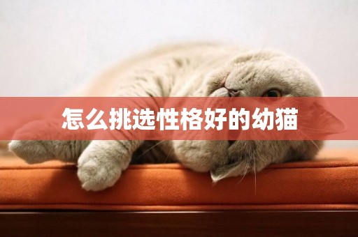 怎么挑選性格好的幼貓