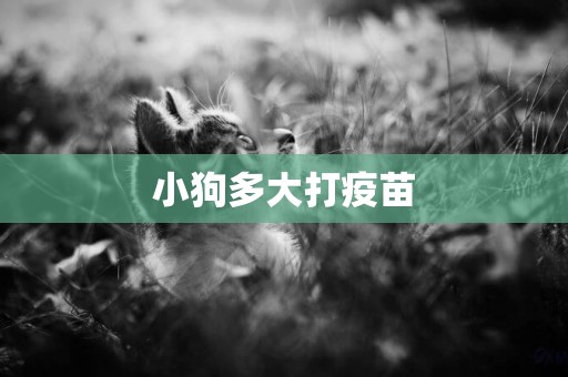 小狗多大打疫苗