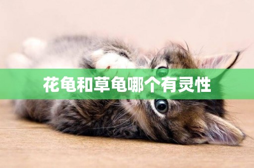 花龜和草龜哪個有靈性