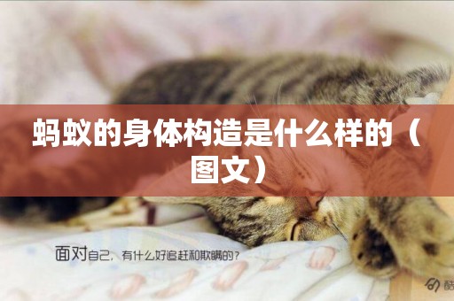 螞蟻的身體構造是什么樣的（圖文）