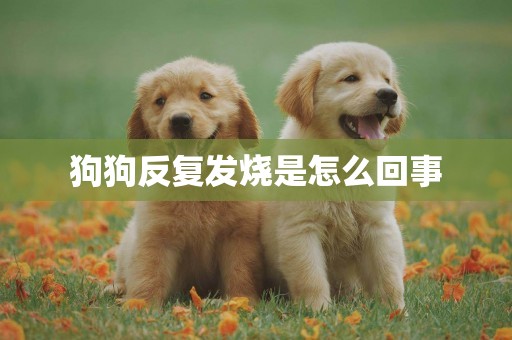 狗狗反復發燒是怎么回事