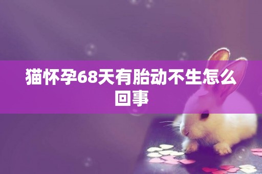 貓懷孕68天有胎動不生怎么回事