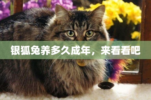 銀狐兔養多久成年，來看看吧
