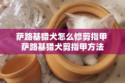 薩路基獵犬怎么修剪指甲 薩路基獵犬剪指甲方法