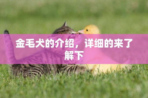 金毛犬的介紹，詳細的來了解下
