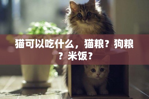 貓可以吃什么，貓糧？狗糧？米飯？
