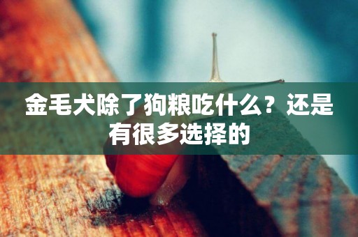 金毛犬除了狗糧吃什么？還是有很多選擇的