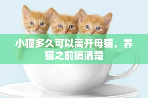 小貓多久可以離開母貓，養貓之前搞清楚