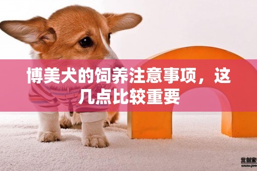 博美犬的飼養注意事項，這幾點比較重要