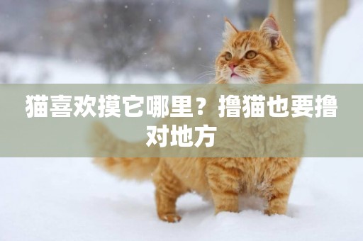 貓喜歡摸它哪里？擼貓也要擼對地方