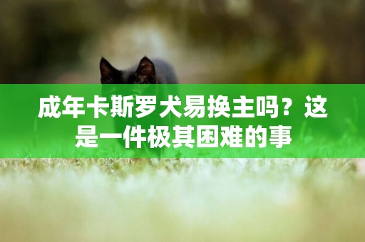 成年卡斯羅犬易換主嗎？這是一件極其困難的事